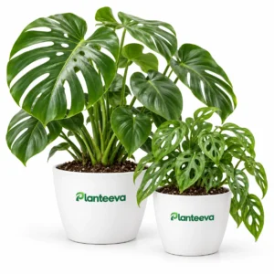 Monstera Bundle Plants