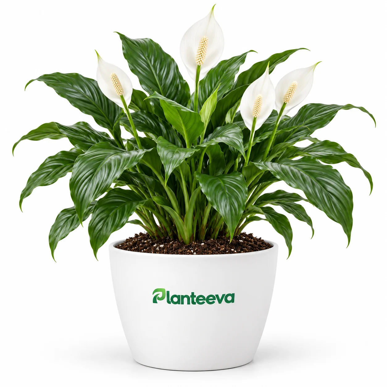 150-peace-lily-flowering-plant-featured_resized