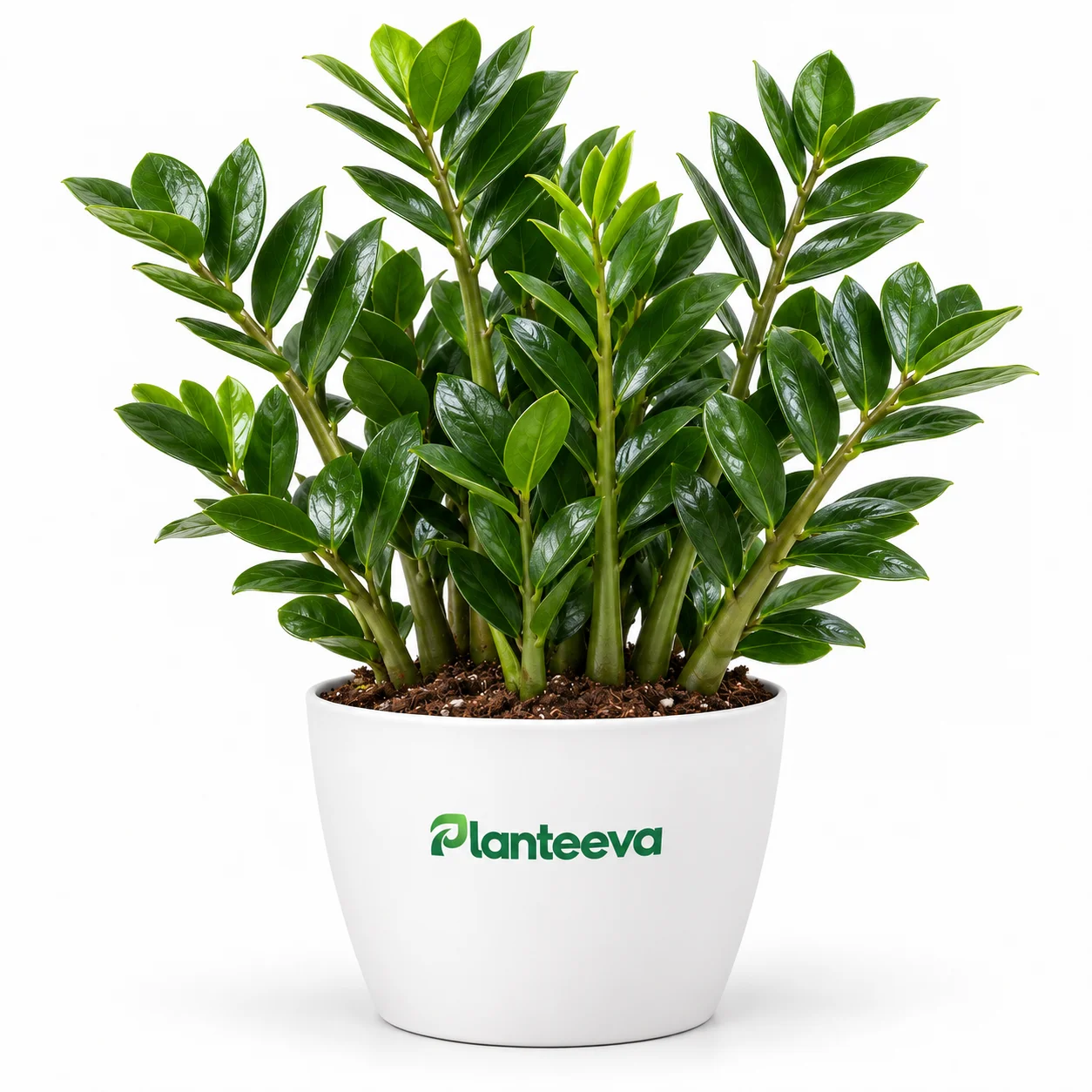 151-zz-plant-zamioculcas-zamiifolia-featured_resized