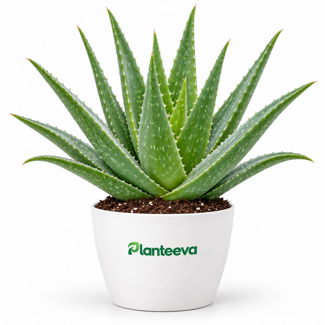 152-aloe-vera-plant-featured_resized