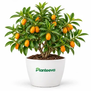 Kumquat Tree Citrus japonica