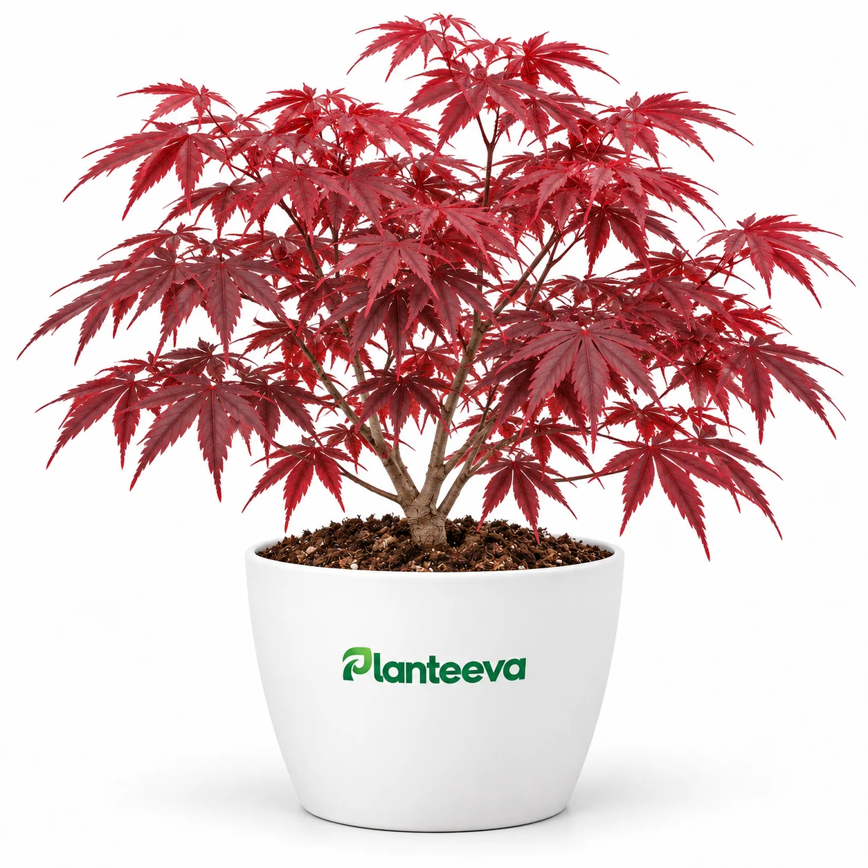 157-acer-palmatum-red-plant-featured_resized