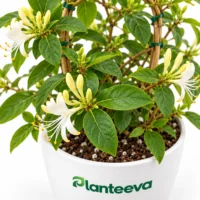 160-honeysuckle-lonicera-plant-closeup_resized