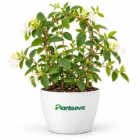 160-honeysuckle-lonicera-plant-featured_resized