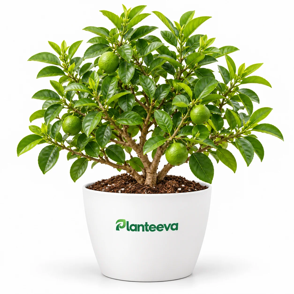 161-citrus-lime-tree-featured_resized