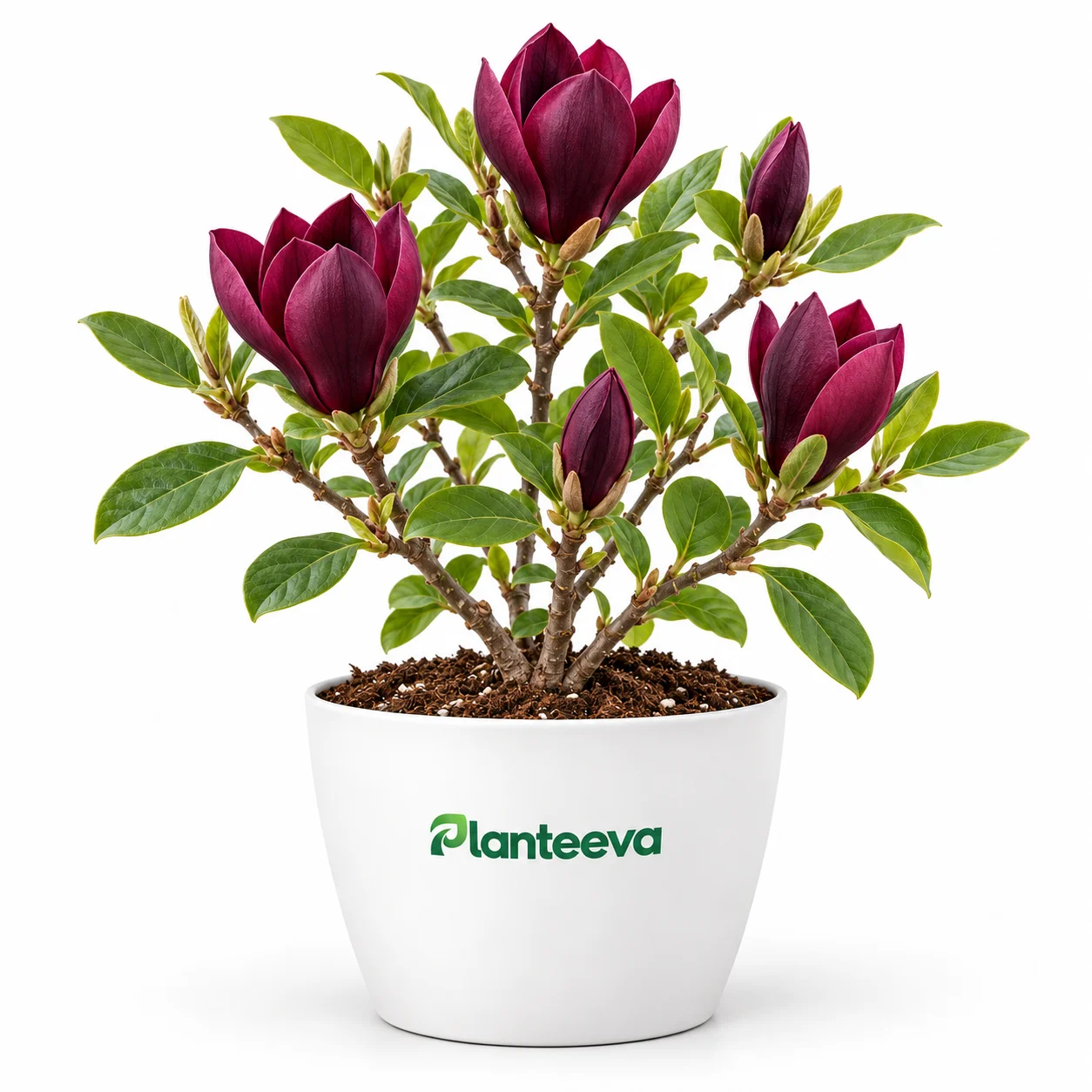 162-magnolia-black-tulip-featured_resized