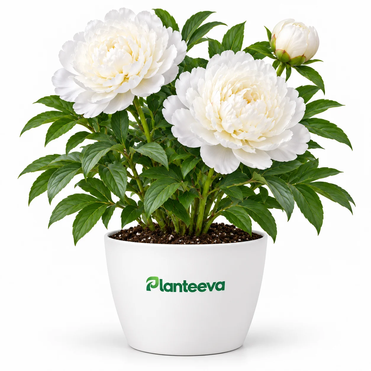 163-white-peony-potted-roots-featured_resized