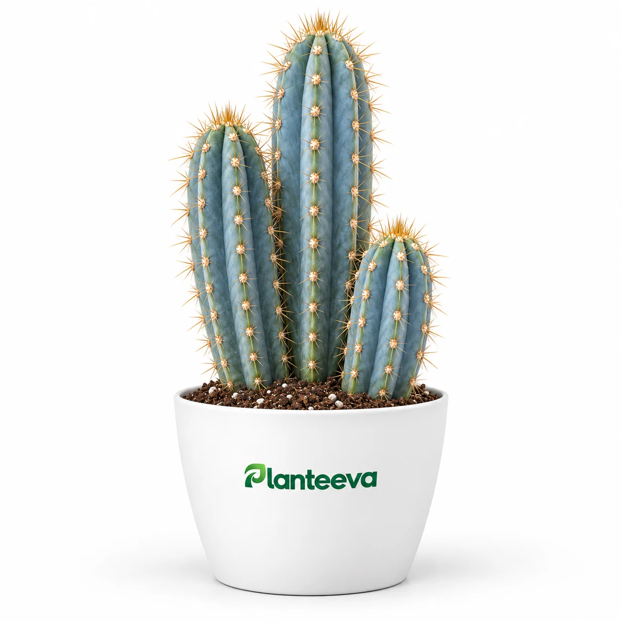 164-pilosocereus-azureus-plant-featured_resized