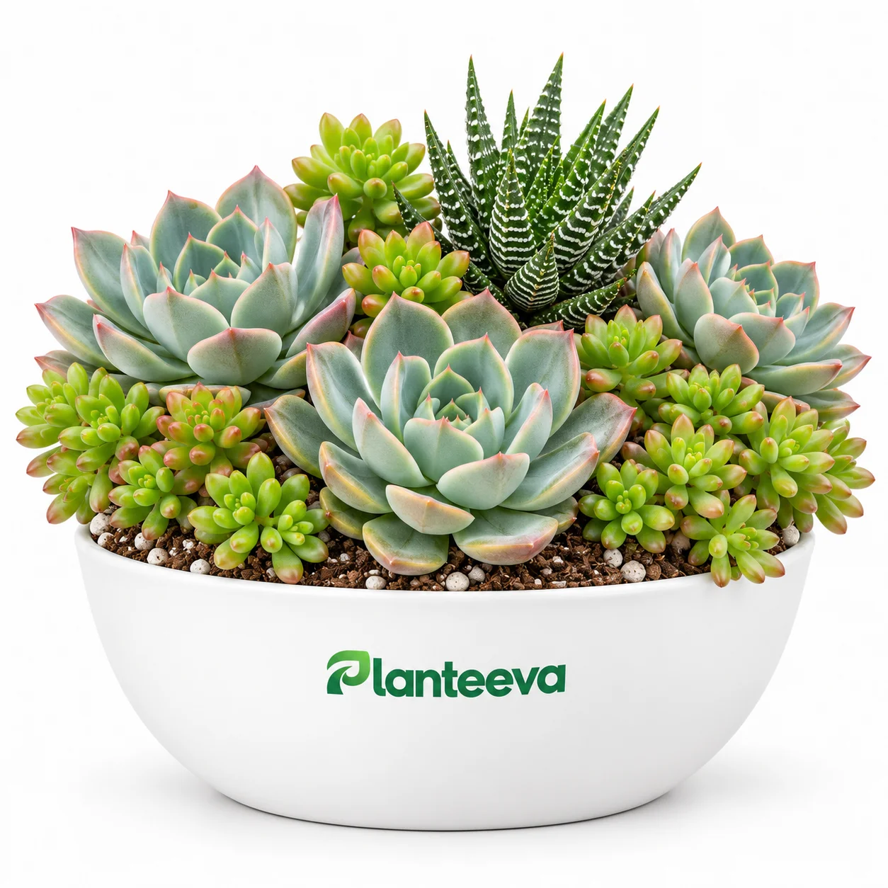 165-large-succulent-set-featured_resized