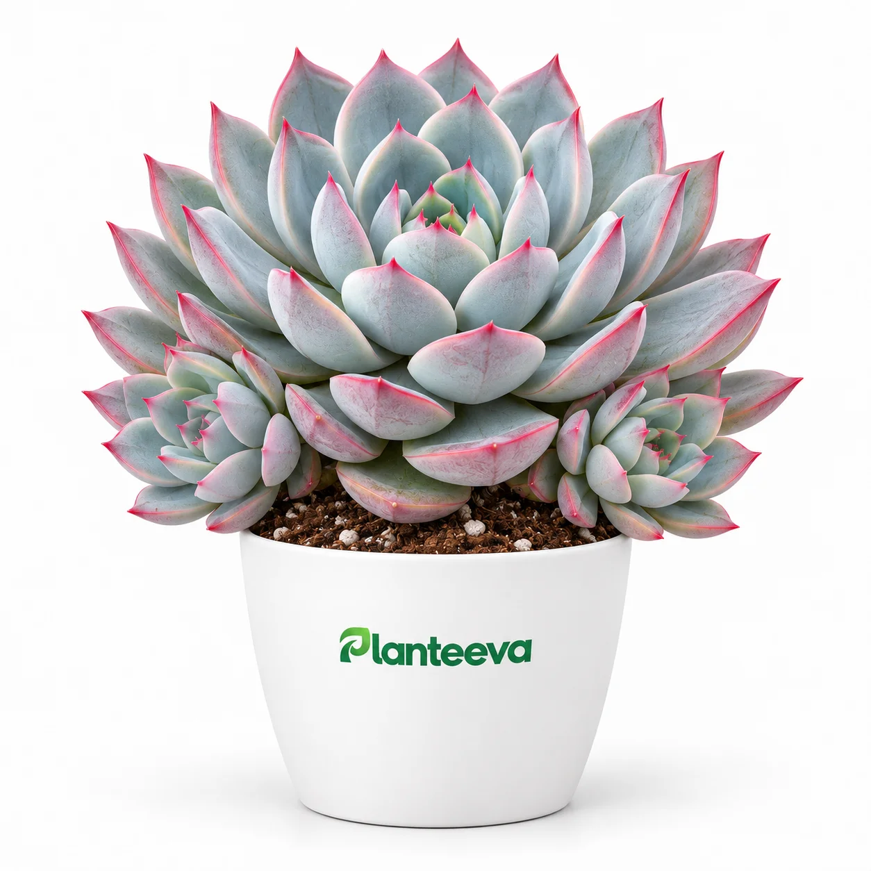 166-echeveria-pulidonis-sky-pearl-featured_resized
