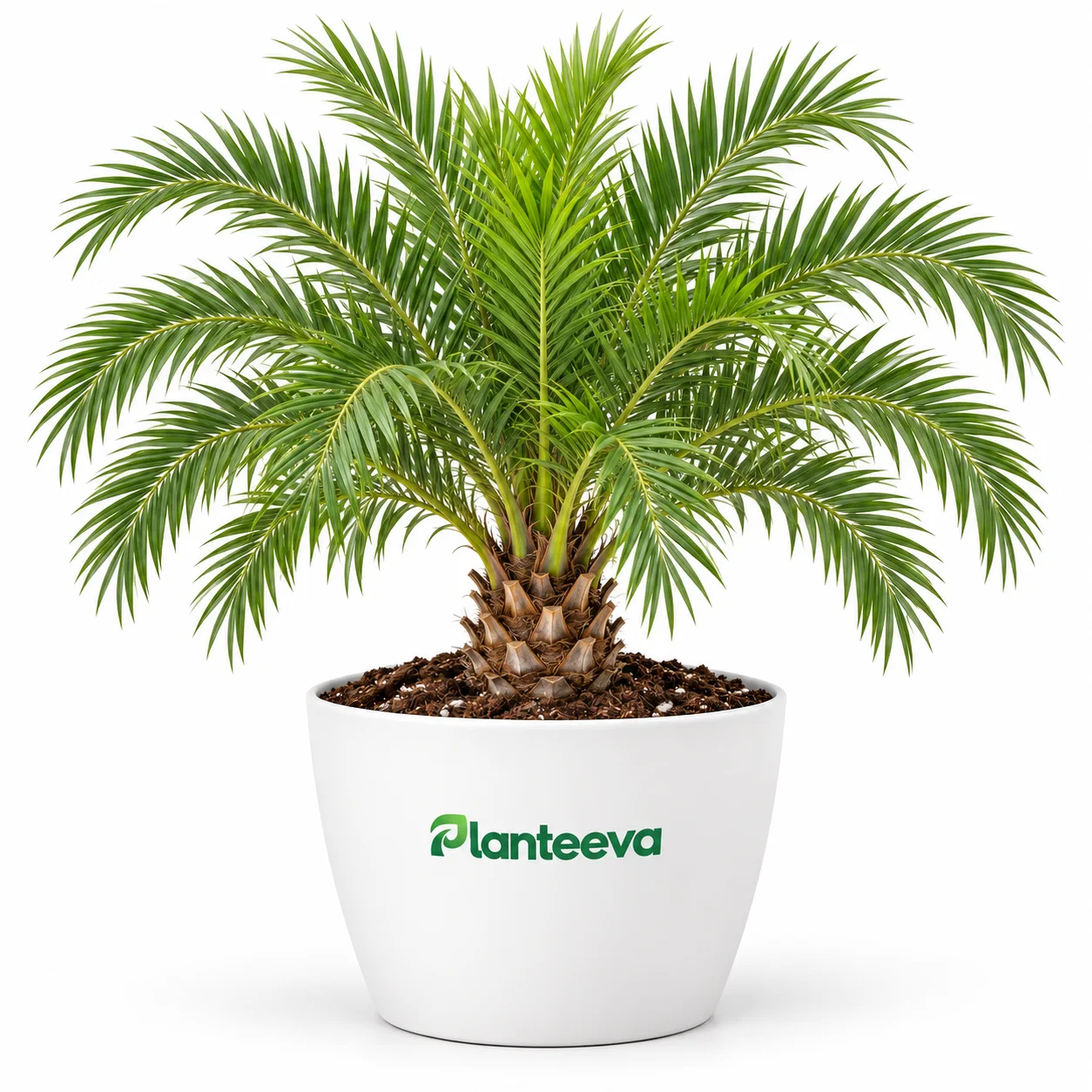 167-canary-island-date-palm-featured_resized
