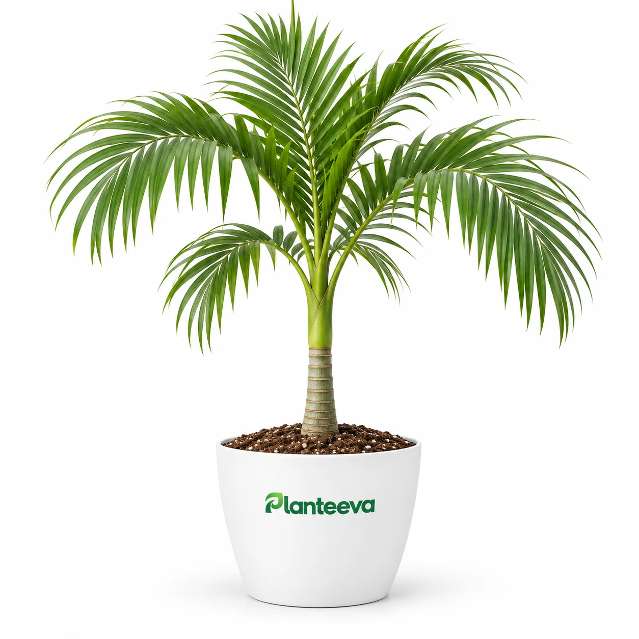 168-alexandra-palm-tree-featured_resized