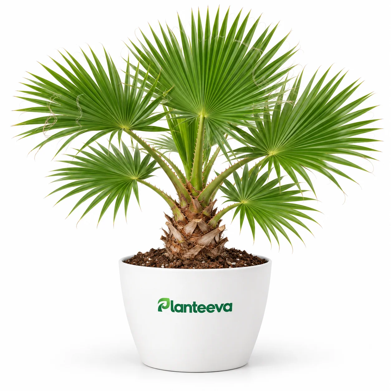 169-american-palm-washingtonia-robusta-fan-palm-tree-featured_resized