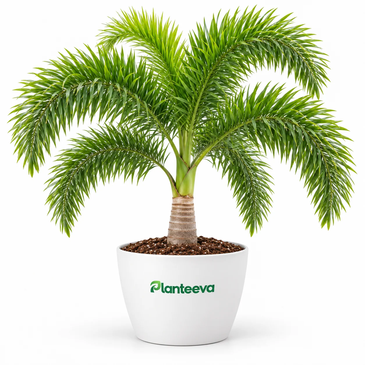 173-foxtail-palm-tree-featured_resized