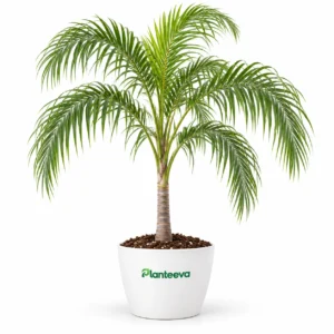 Queen Palm Tree