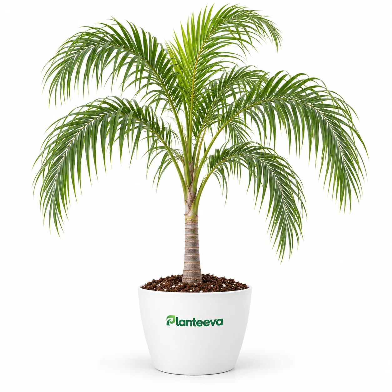 175-queen-palm-tree-featured_resized