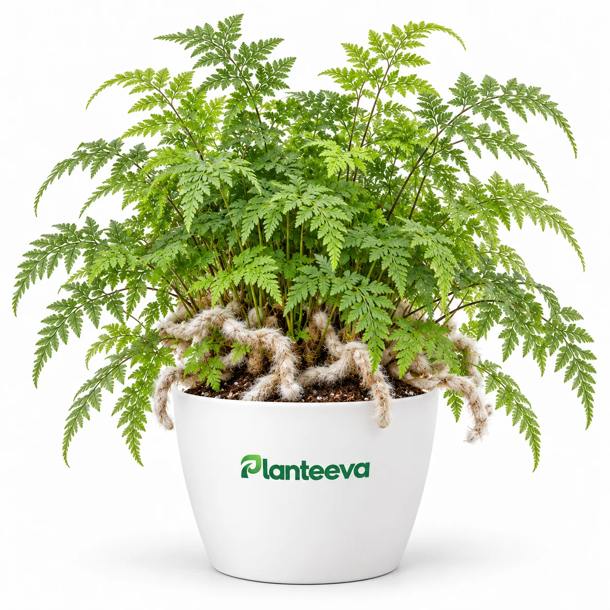 177-white-rabbit-s-foot-fern-featured_resized