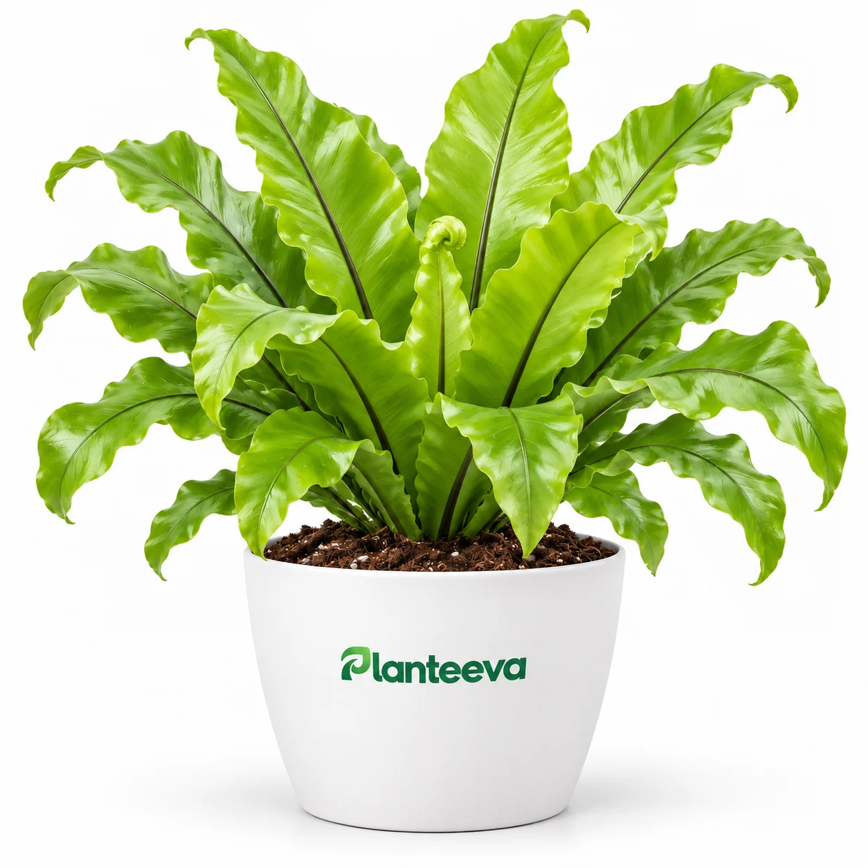 178-bird-s-nest-fern-plant-featured_resized