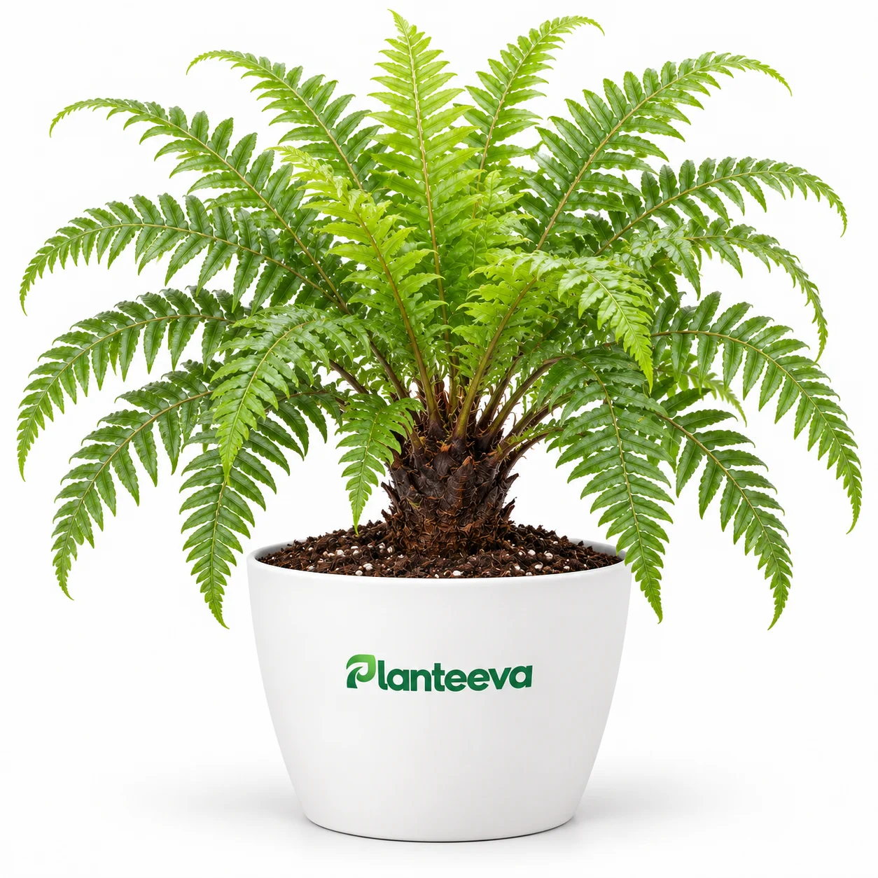 179-silver-lady-fern-blechnum-gibbum-plant-featured_resized